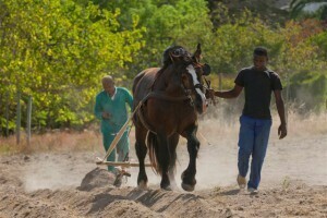 Waterkloof_paarden